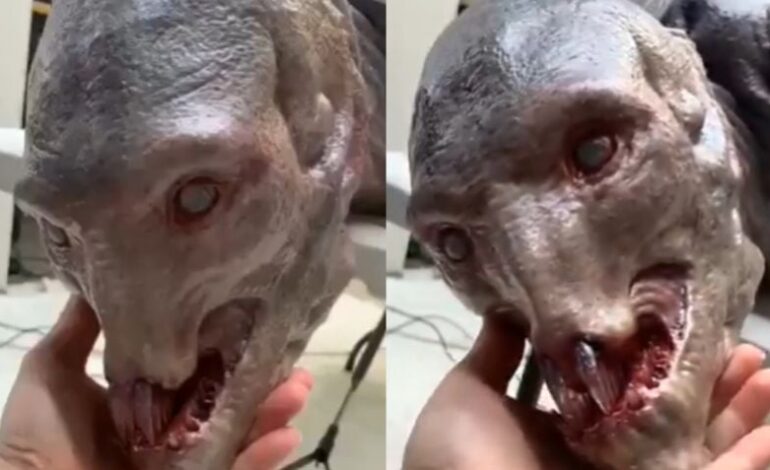 ¿Alien o sirena? La verdad sobre el VIDEO del supuesto monstruo marino capturado en costas de México