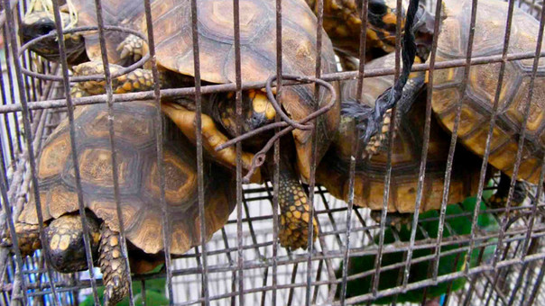  Exhortan a Semarnat y Profepa a intensificar vigilancia en mercados de Oaxaca ante venta ilegal de fauna exótica