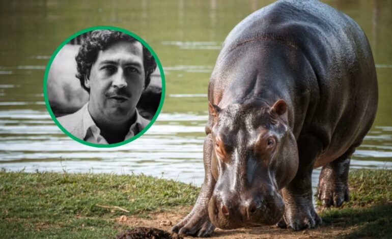 ¿Por qué en Colombia se aplicará la eutanasia a 80 hipopótamos y qué tienen que ver con Pablo Escobar?