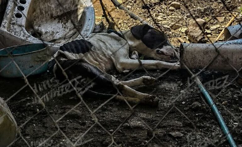 Vecinos denuncian agonía de lomito por presunto abandono en Santos Reyes Nopala