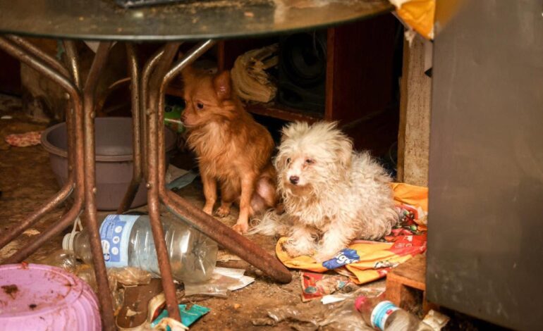 Rescatan a 14 animales en condiciones de maltrato en la capital de Oaxaca; tres presentaban sarna