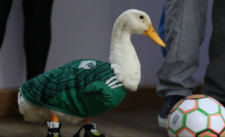 “Pato Merlín” desata alerta: advierten compra masiva de ejemplares tras su viralidad en el Mundial 2026